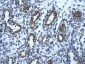USE1 antibody - middle region